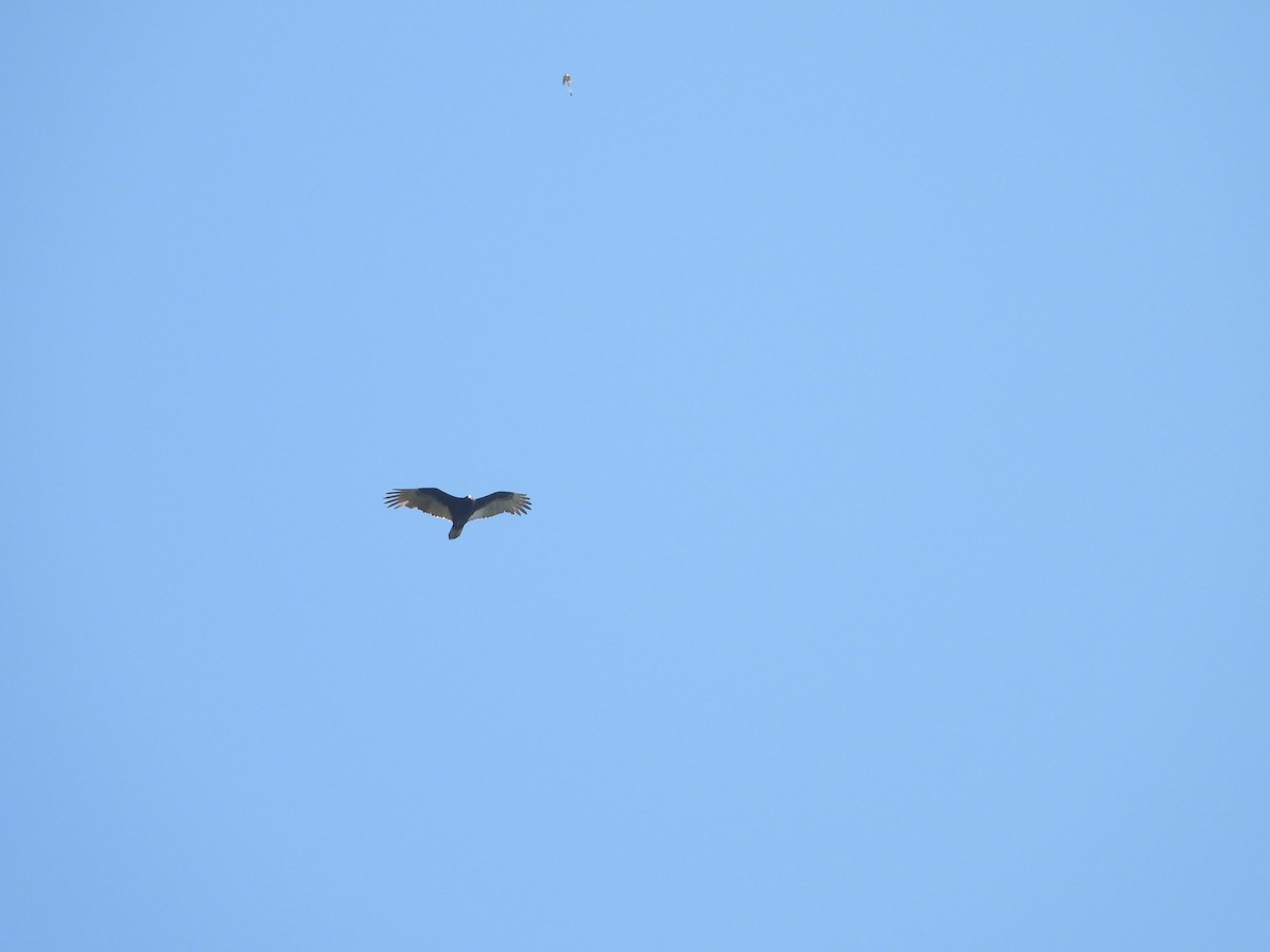 Turkey Vulture - ML271957861