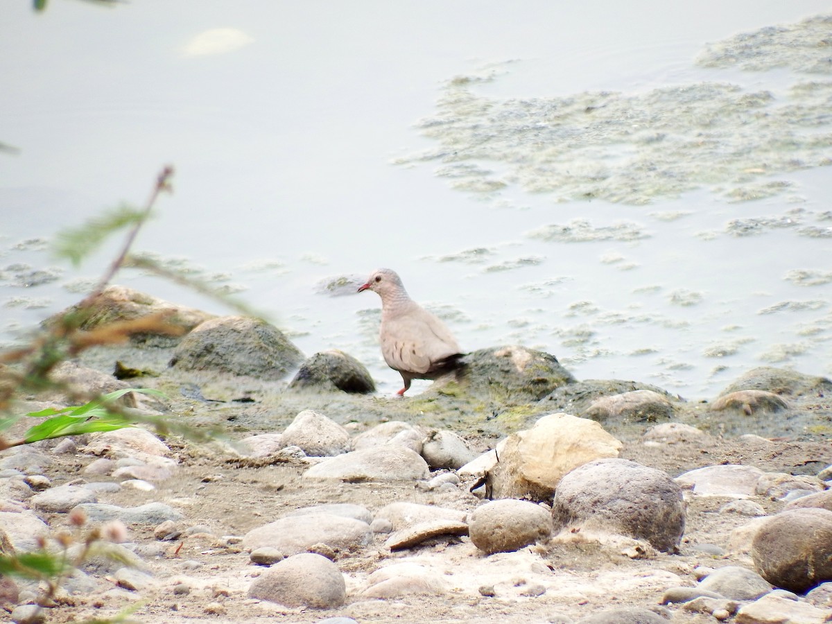 Common Ground Dove - Mayron McKewy Mejia