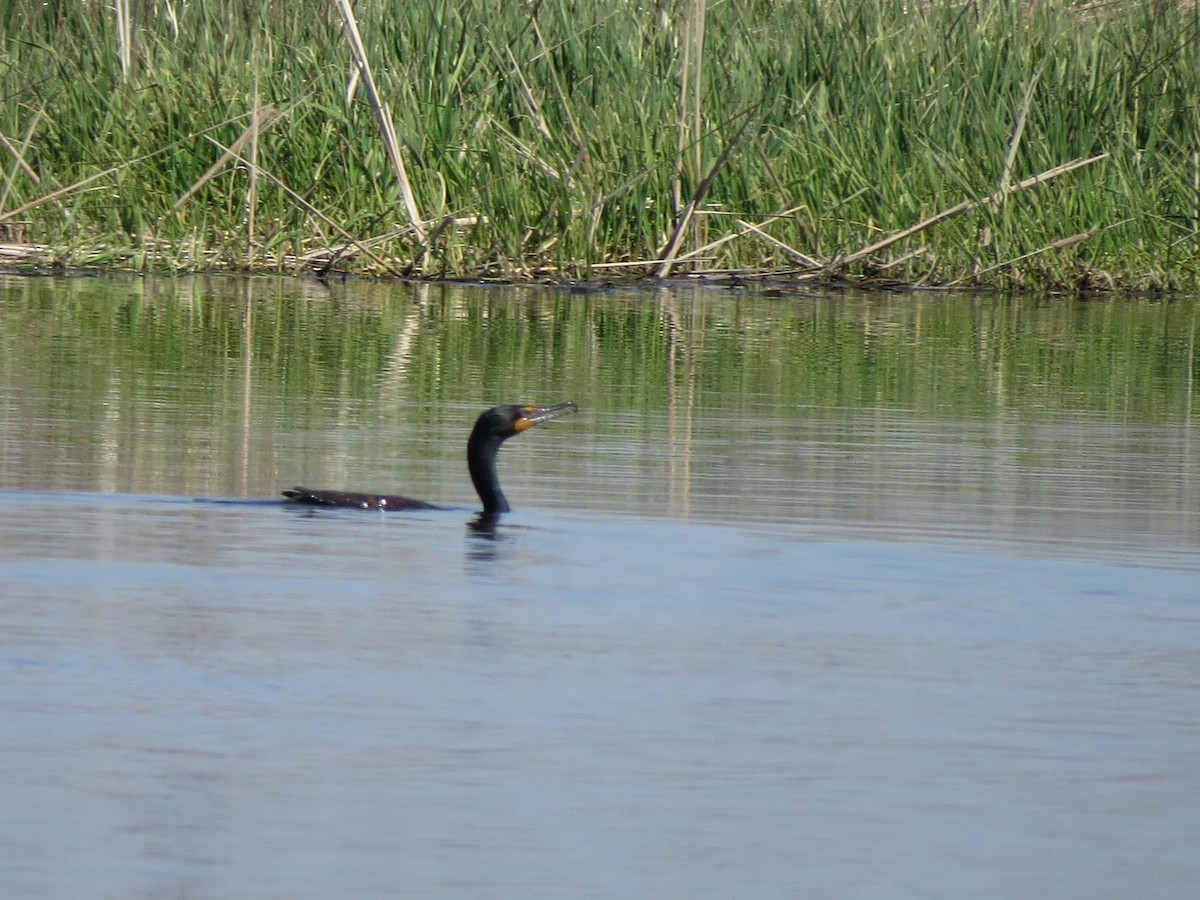 Double-crested Cormorant - ML27196031