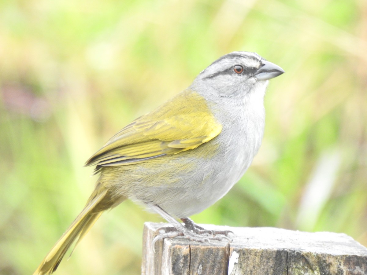 Black-striped Sparrow - ML271960311