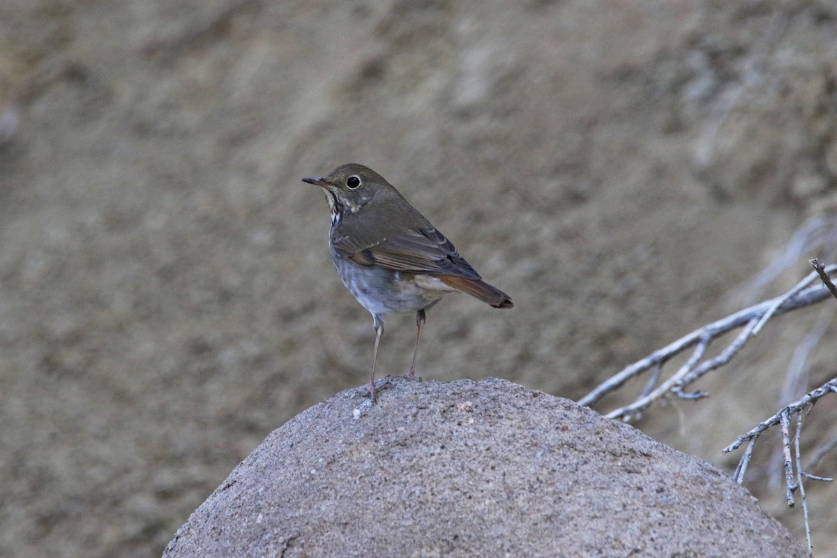 Hermit Thrush - ML271961331