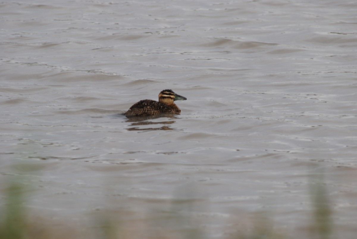 Masked Duck - ML271962021