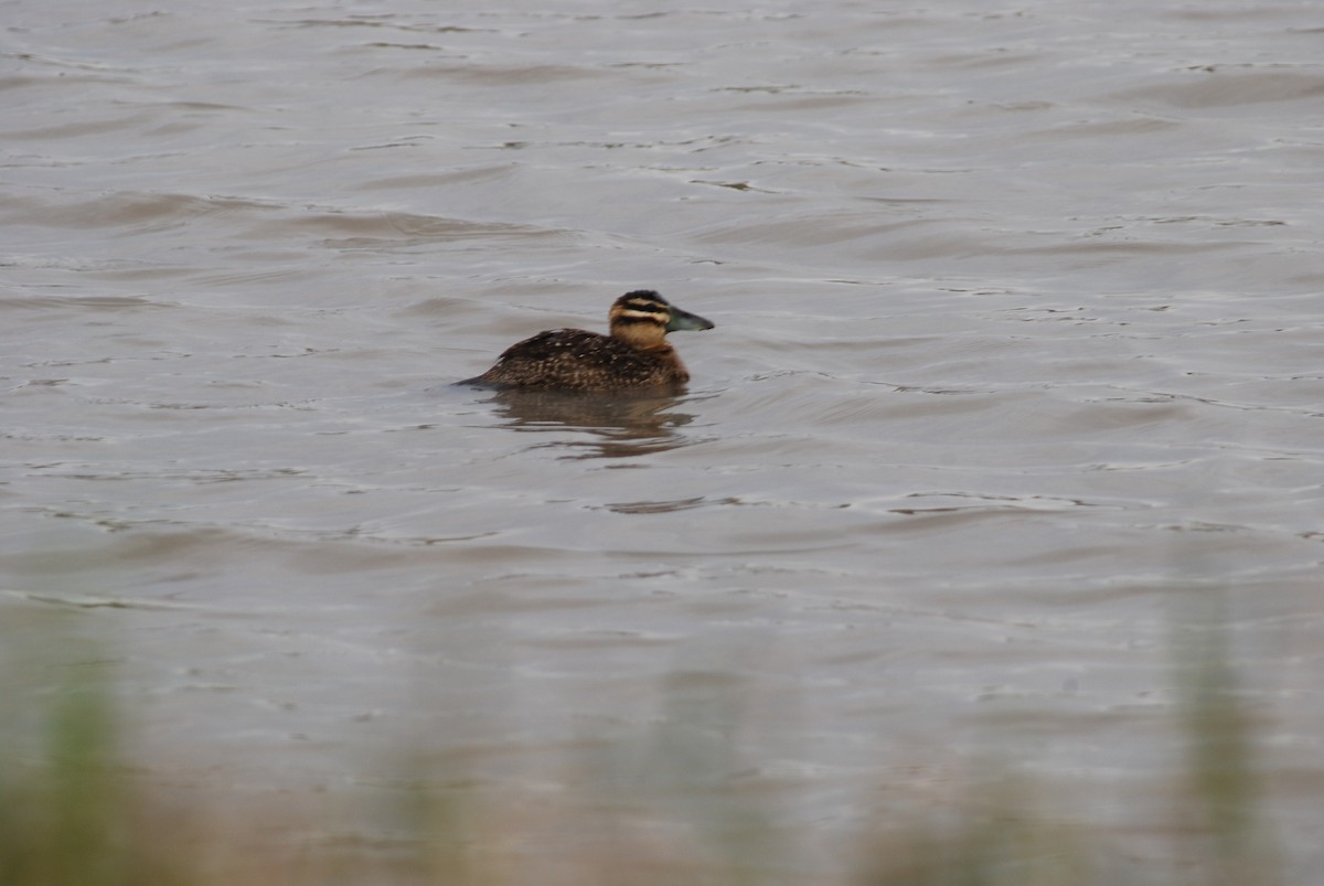 Masked Duck - ML271962041