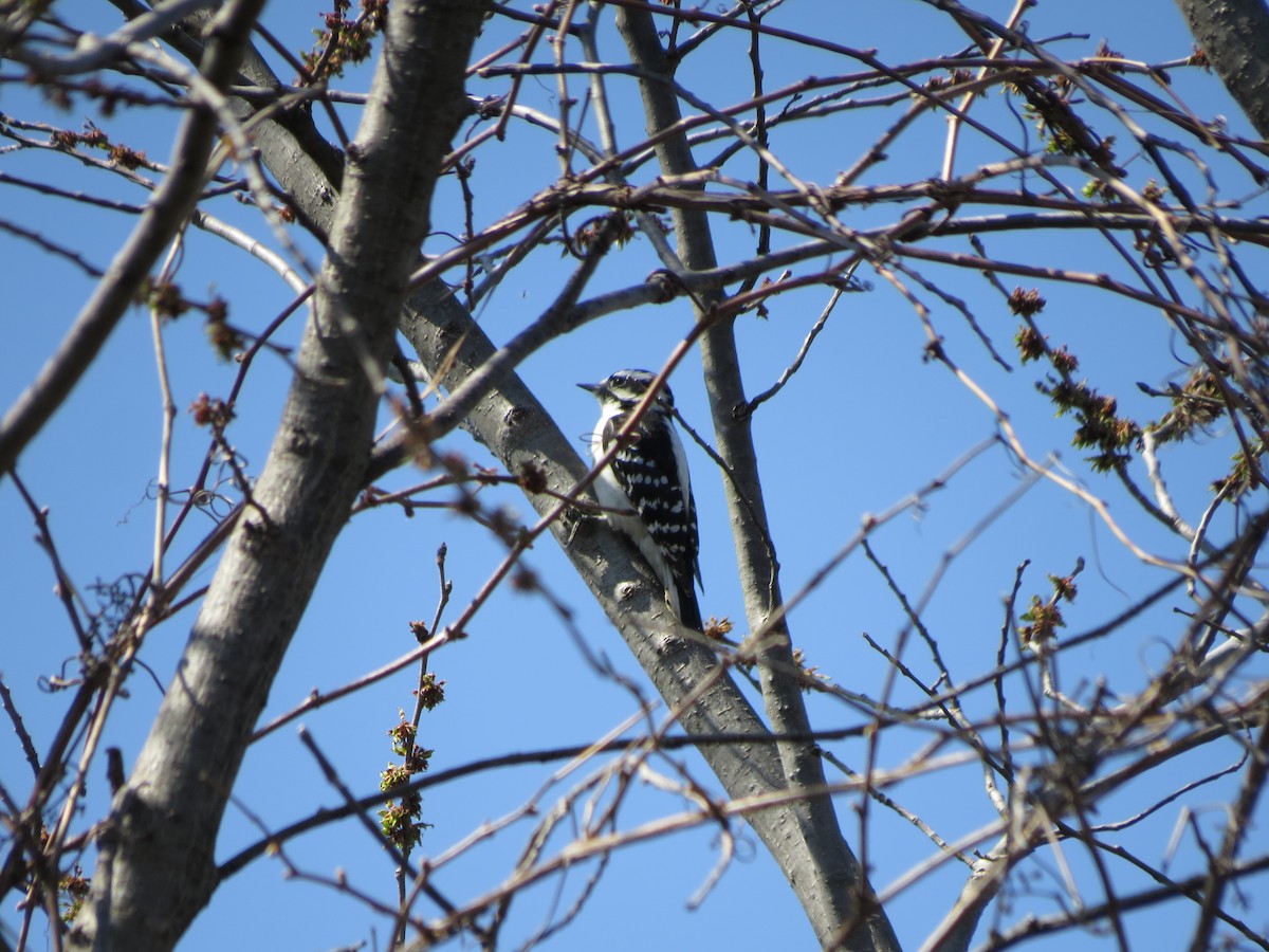 Downy Woodpecker - ML27196271