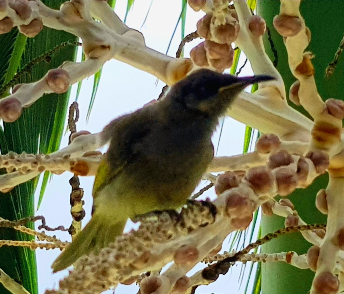 Dark-brown Honeyeater - ML271963621