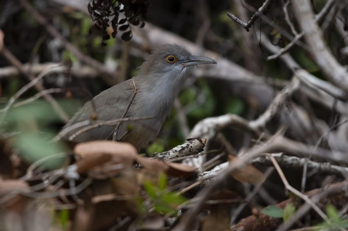 Great Lizard-Cuckoo - ML271963831