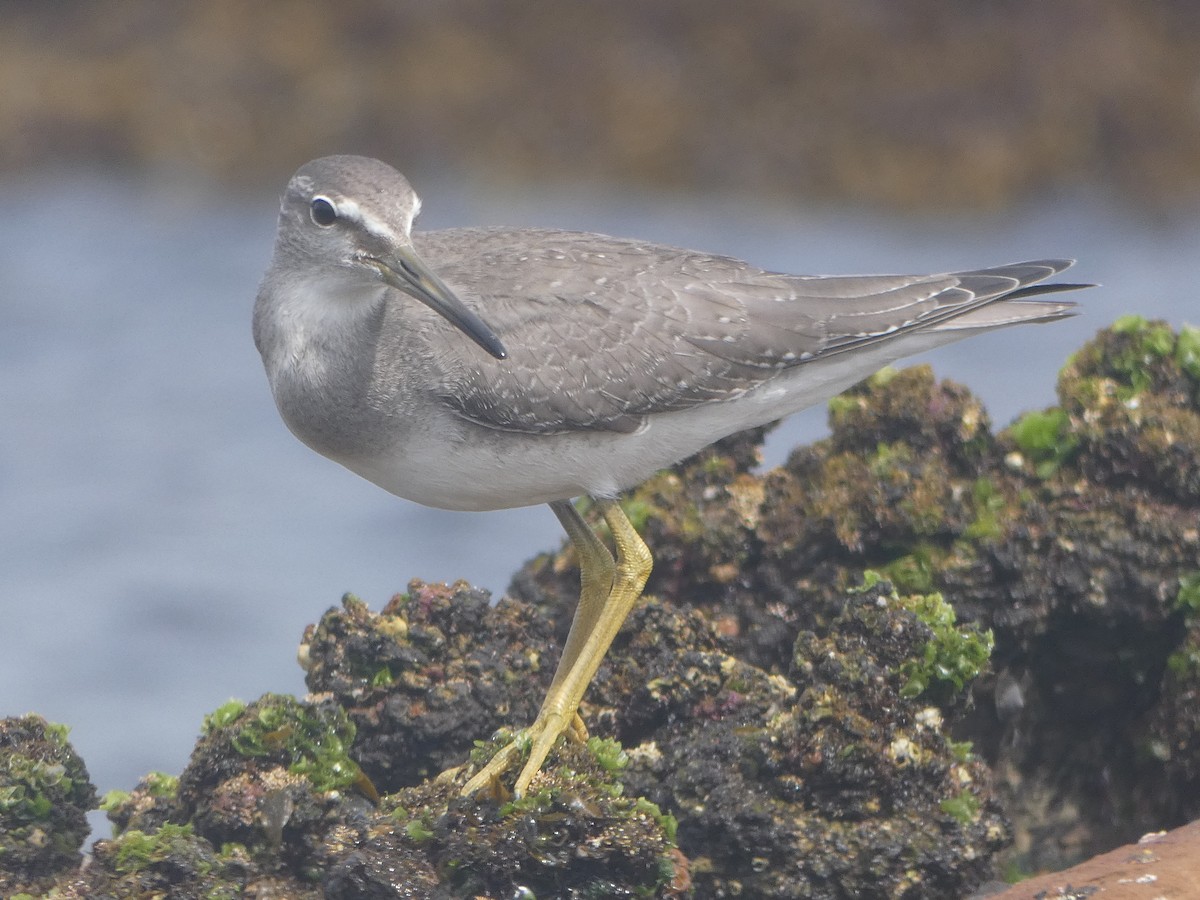 Gray-tailed Tattler - ML271964731