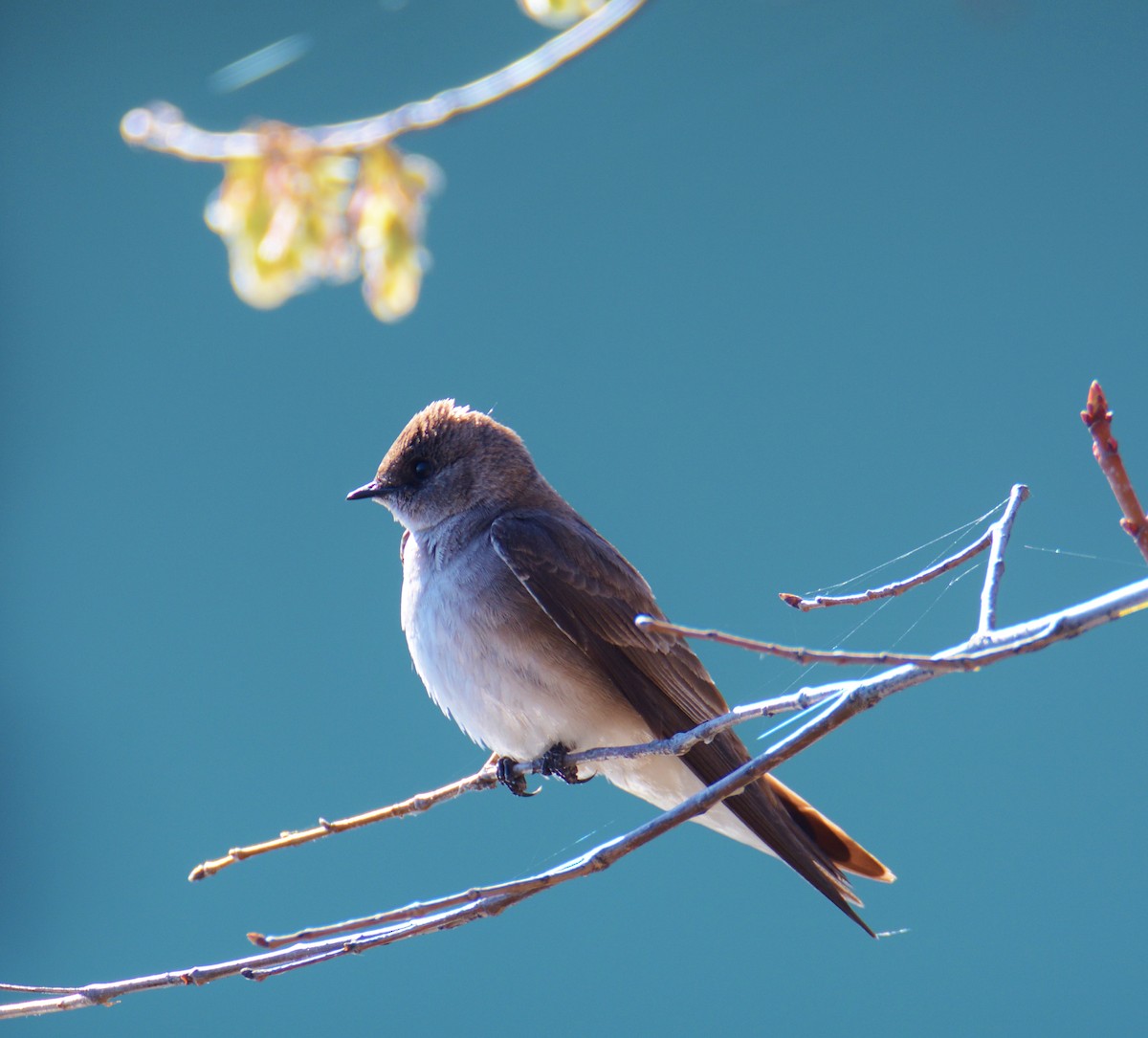 Northern Rough-winged Swallow - ML27196491