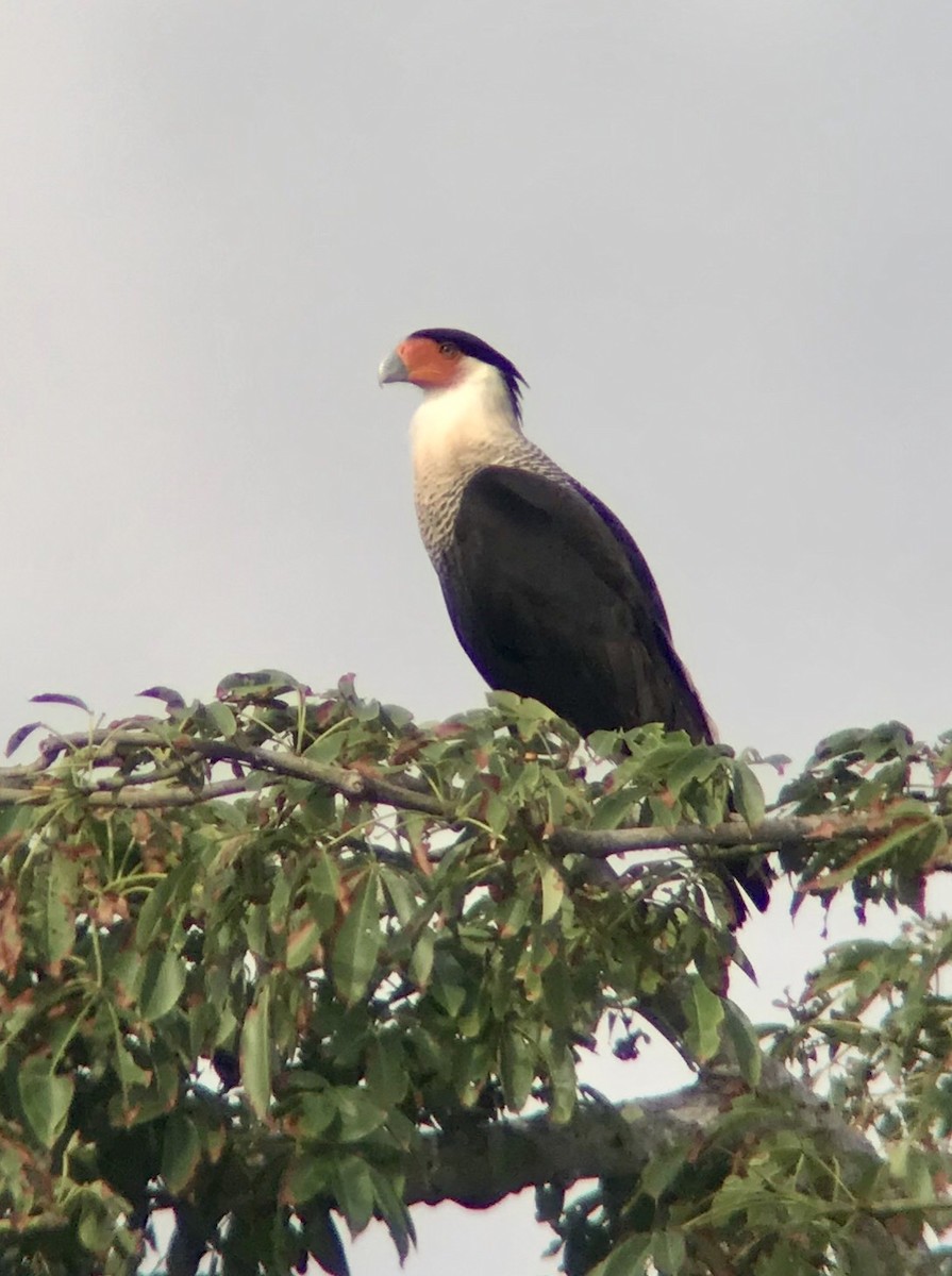 Crested Caracara (Northern) - ML271964981