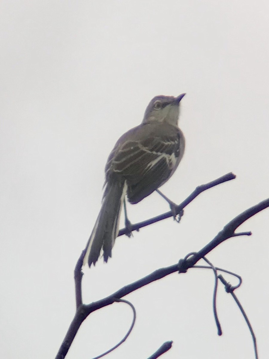 Northern Mockingbird - Roland Rumm