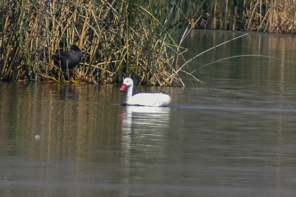 Coscoroba Swan - ML271967351