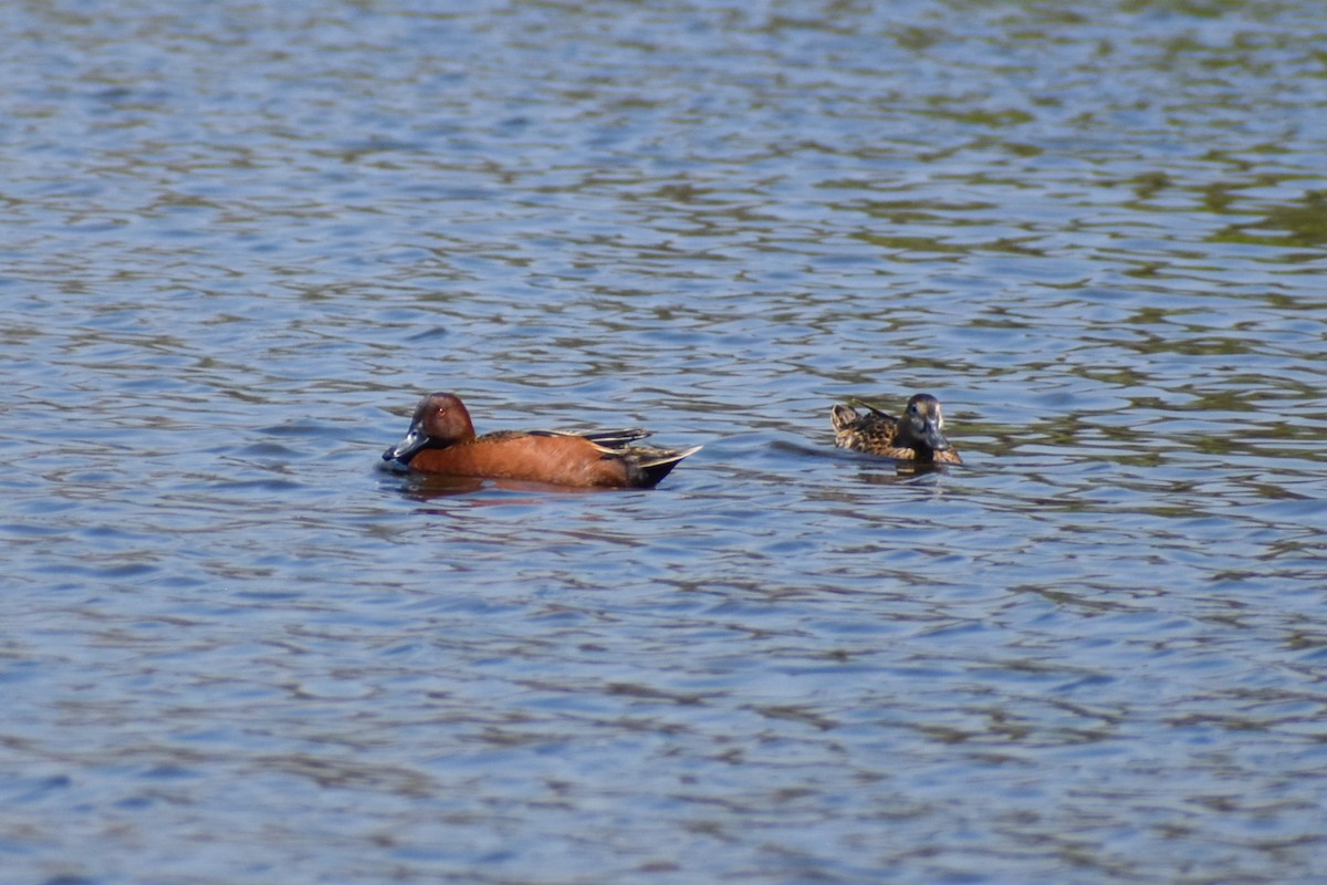 Cinnamon Teal - ML271967541