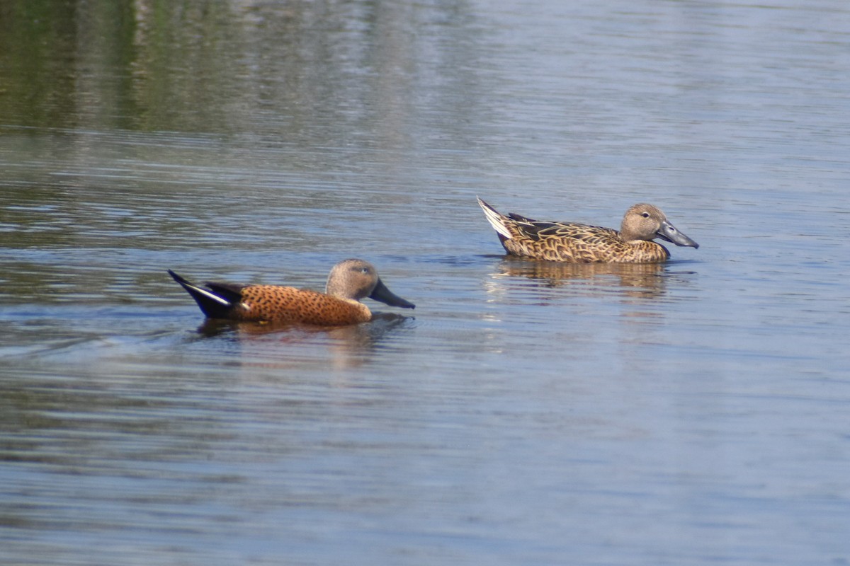 Red Shoveler - ML271967811