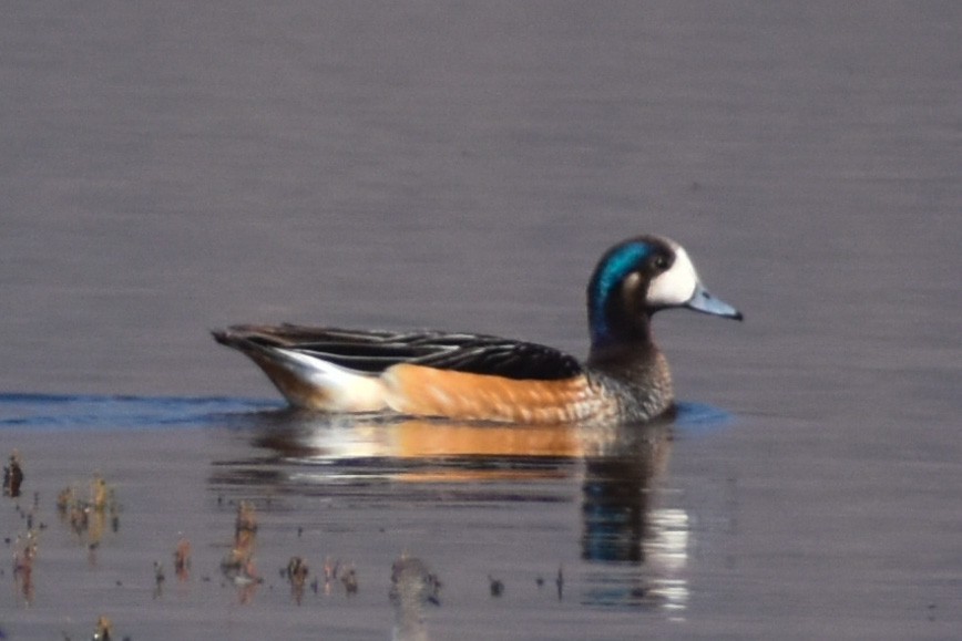 Chiloe Wigeon - ML271968001
