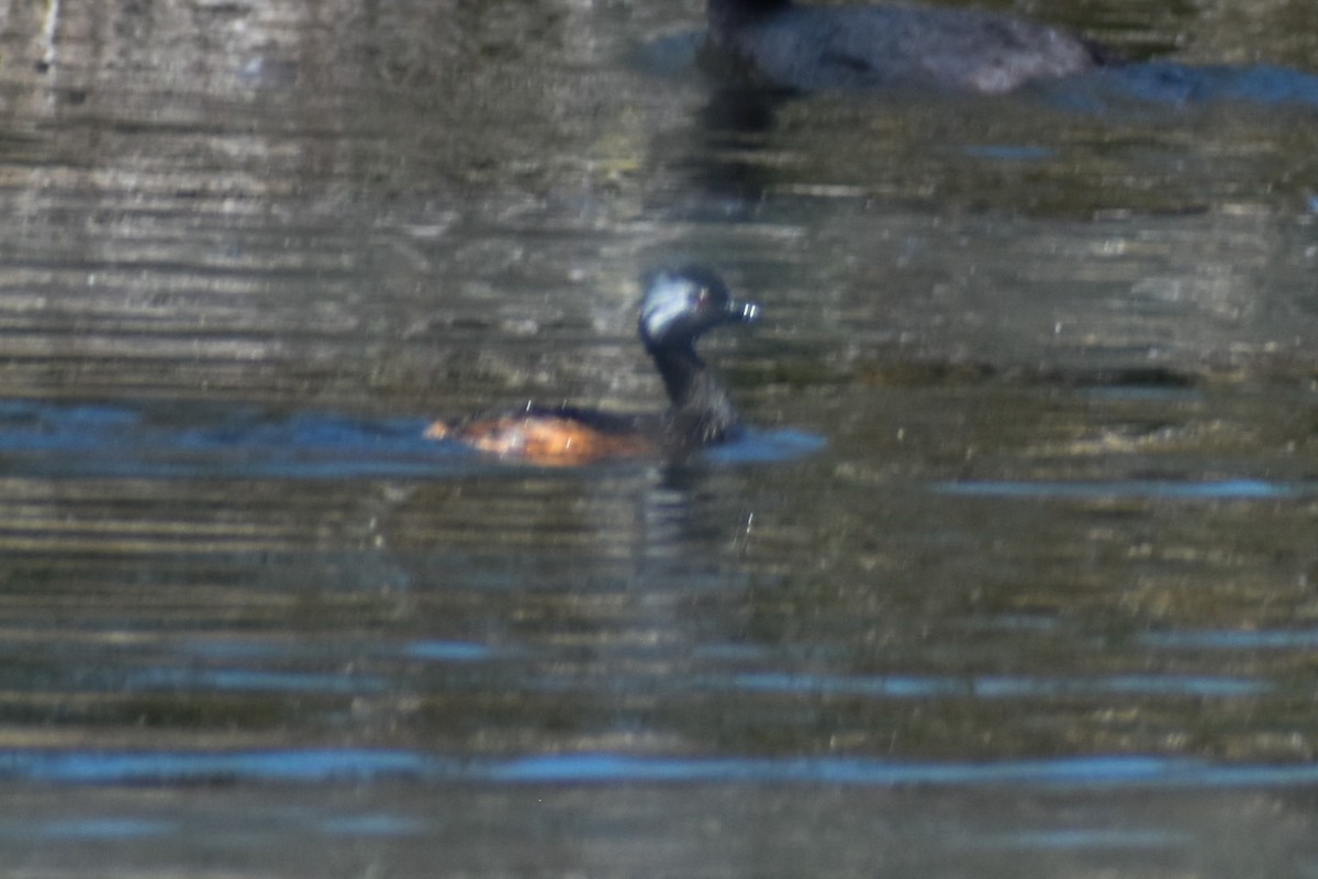 White-tufted Grebe - ML271968181