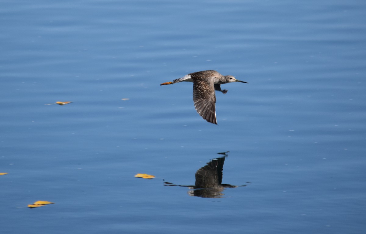 Greater Yellowlegs - Dominique Blanc