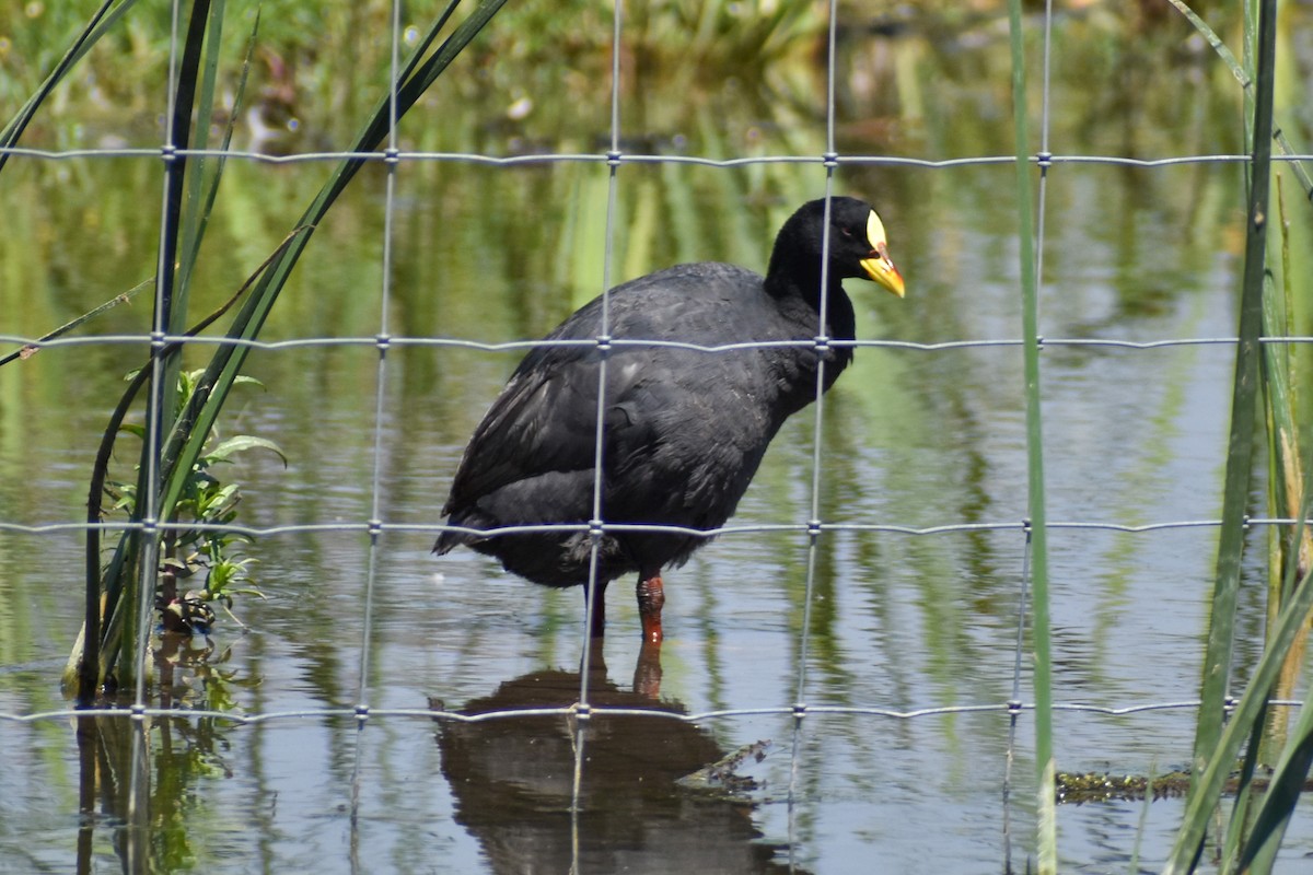 Red-gartered Coot - ML271968401