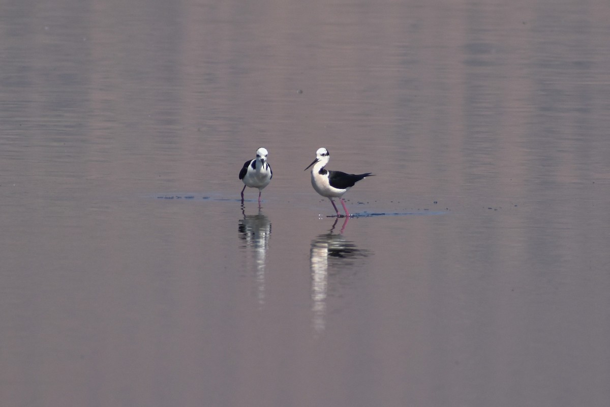 Black-necked Stilt - ML271968641