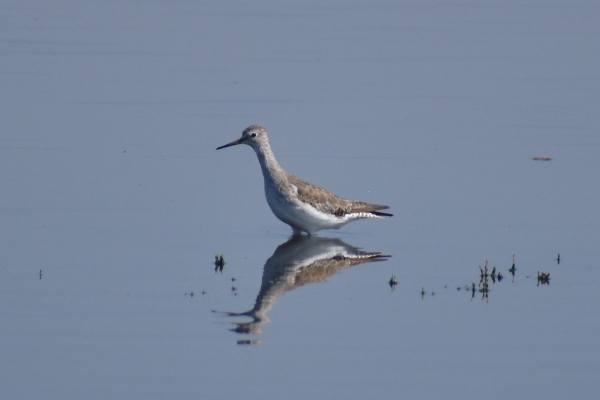 Greater Yellowlegs - ML271968861