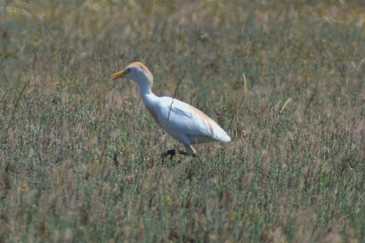 Western Cattle-Egret - ML271969021