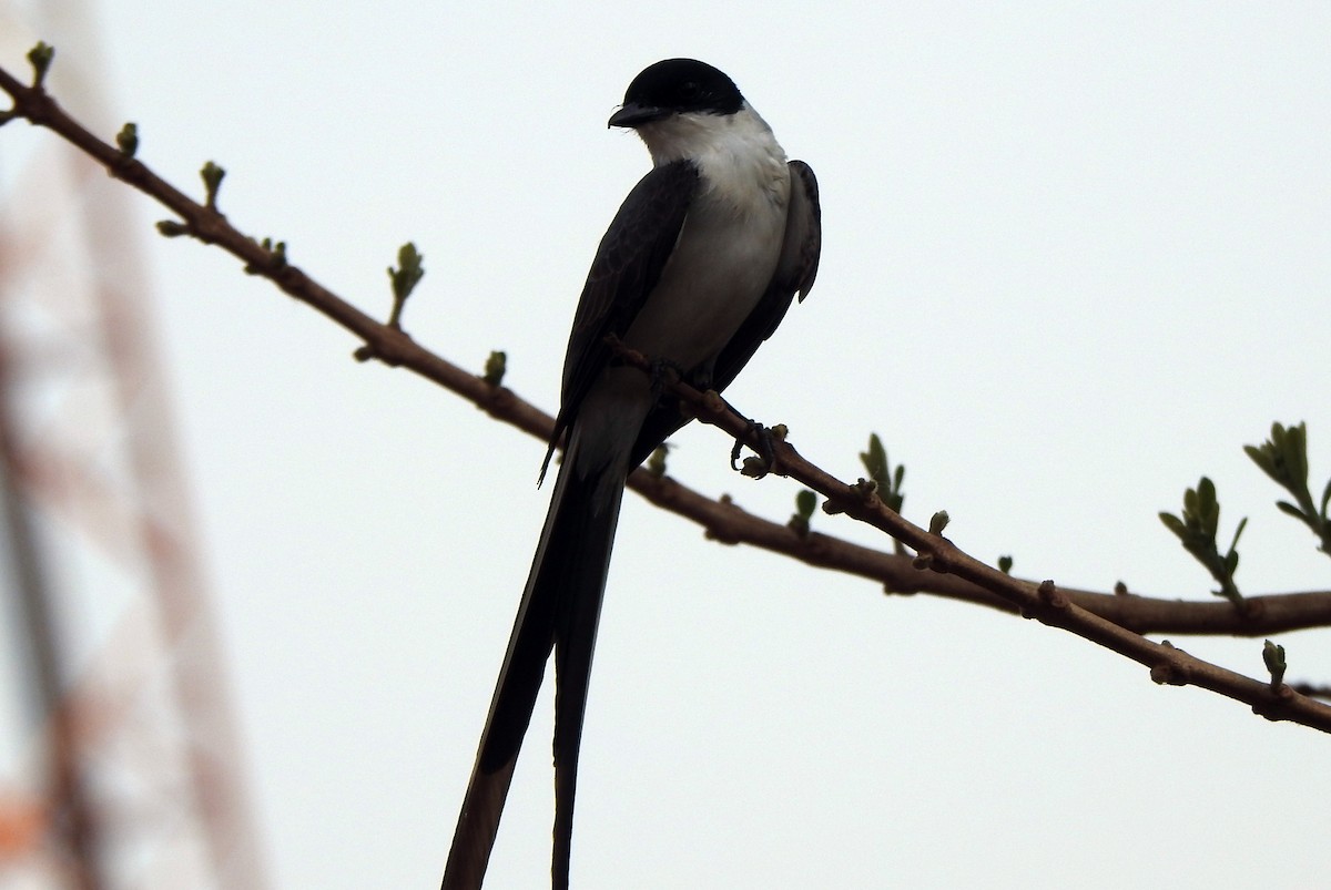Fork-tailed Flycatcher - Cátia Cristina  Rodrigues