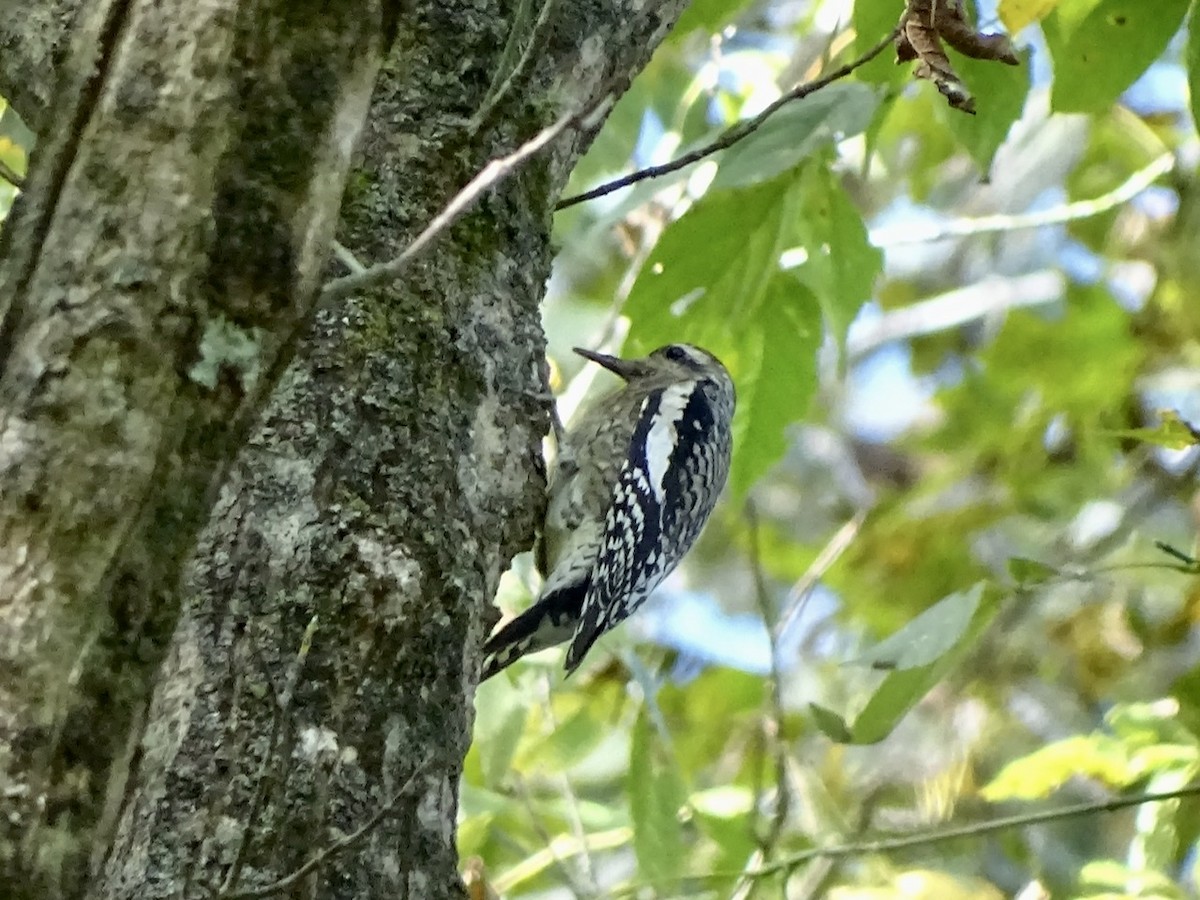 Yellow-bellied Sapsucker - ML271970371