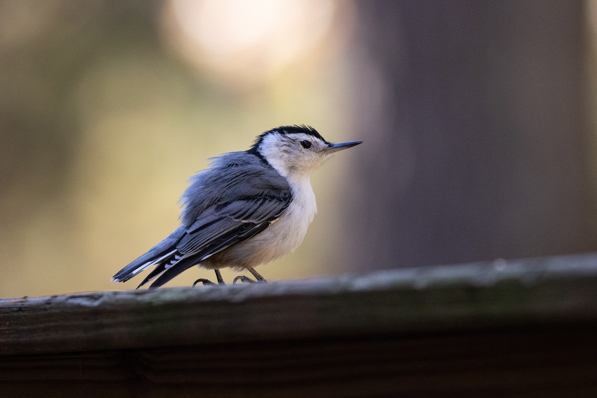 White-breasted Nuthatch - ML271970971