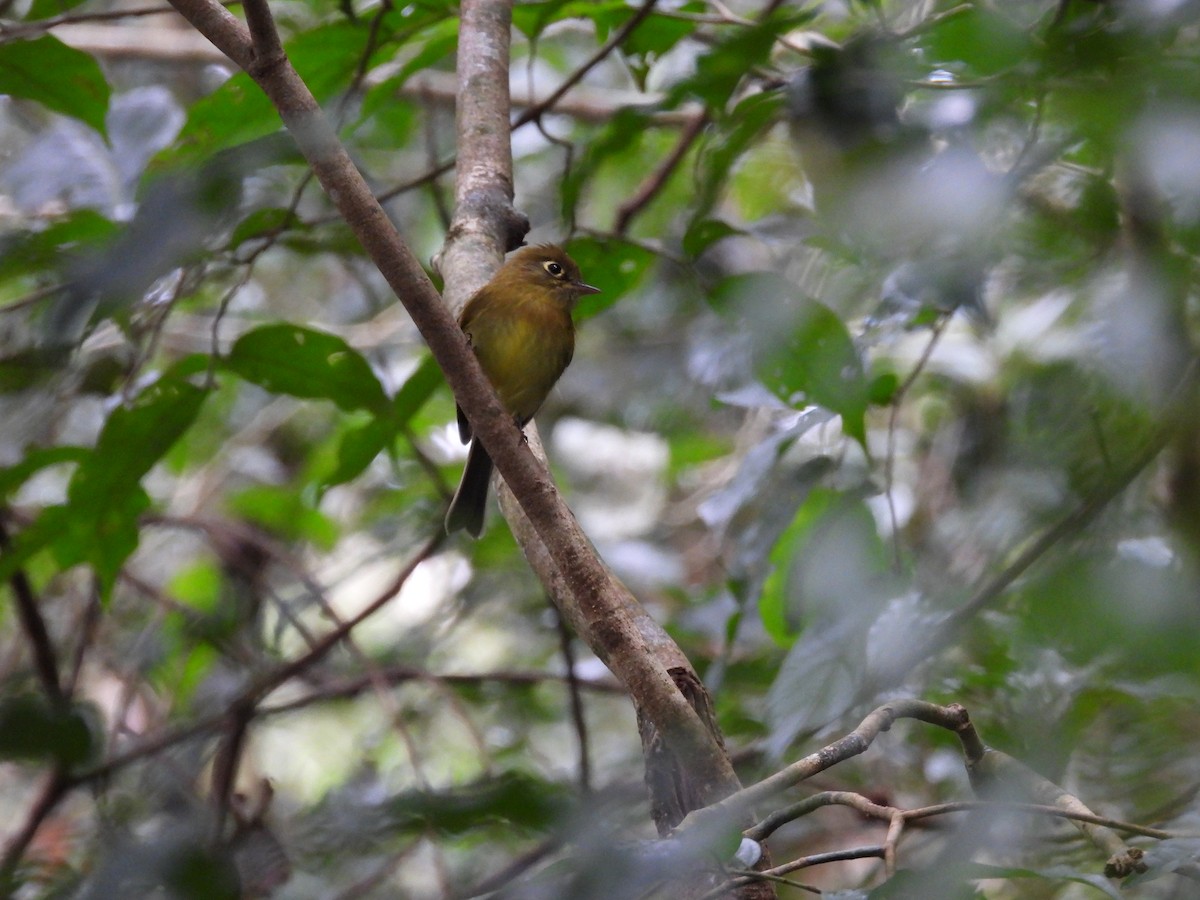 Yellowish Flycatcher - ML271970981