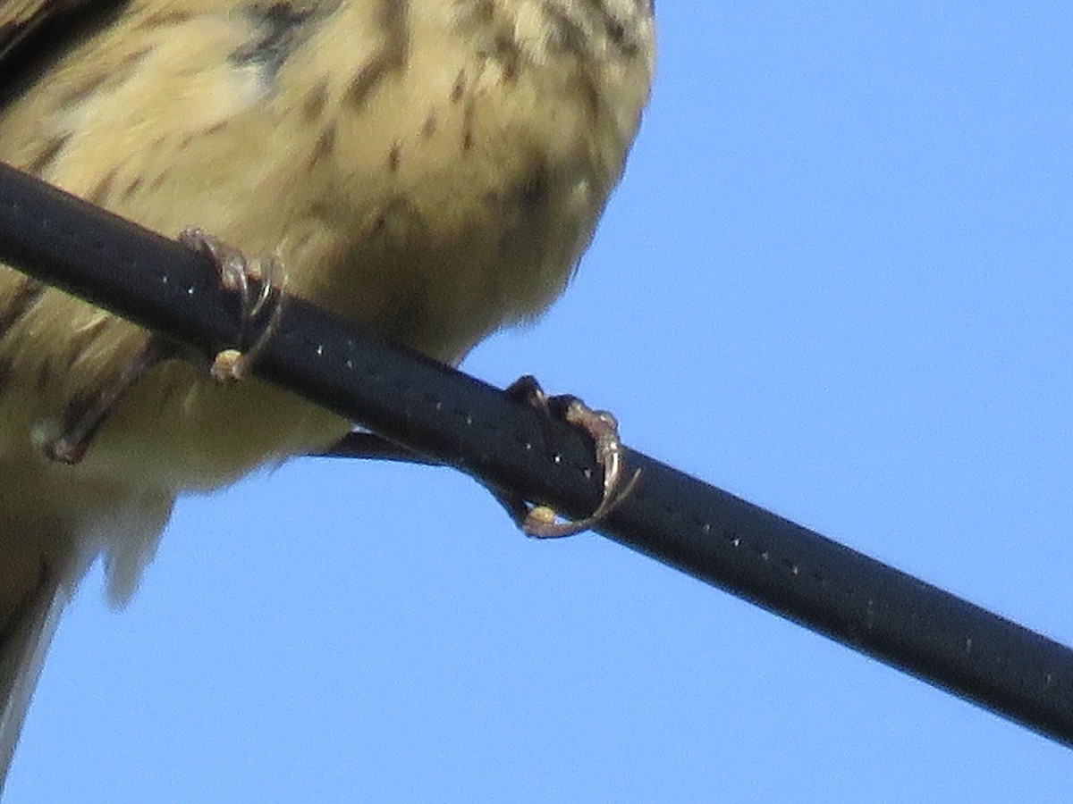 American Pipit - ML271971641