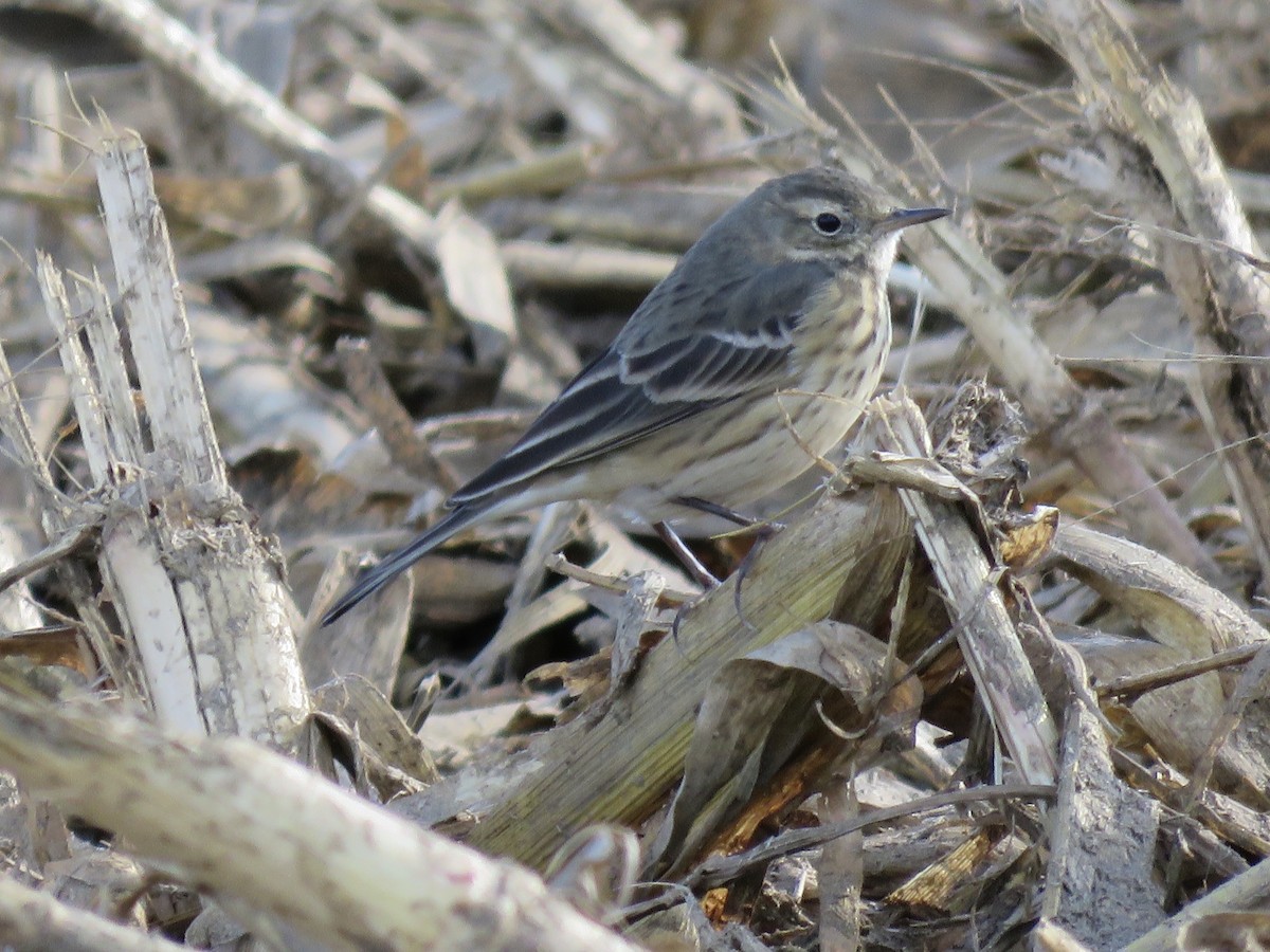 American Pipit - Leona Lauster