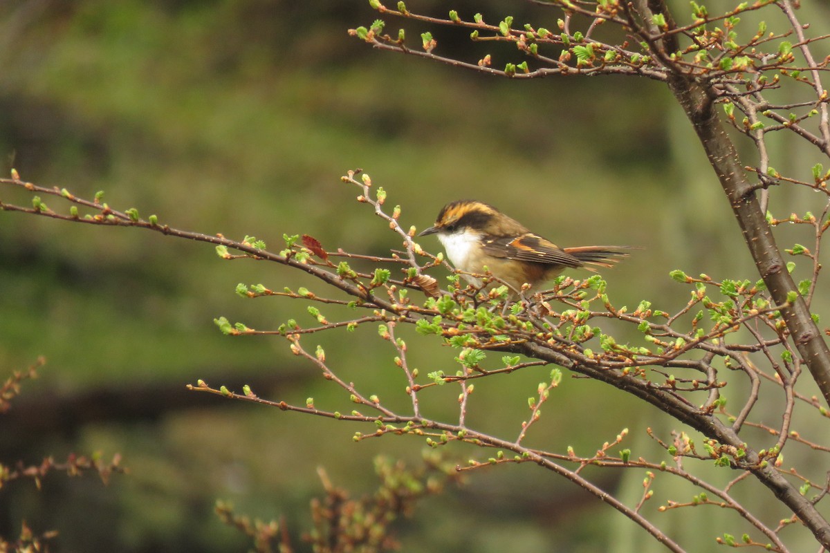 Thorn-tailed Rayadito - ML271972071