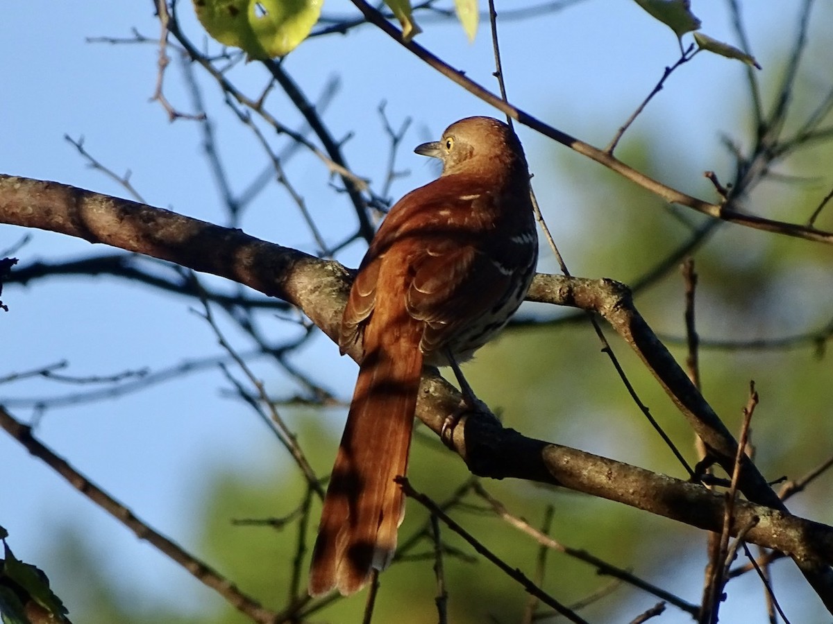 Brown Thrasher - ML271973221
