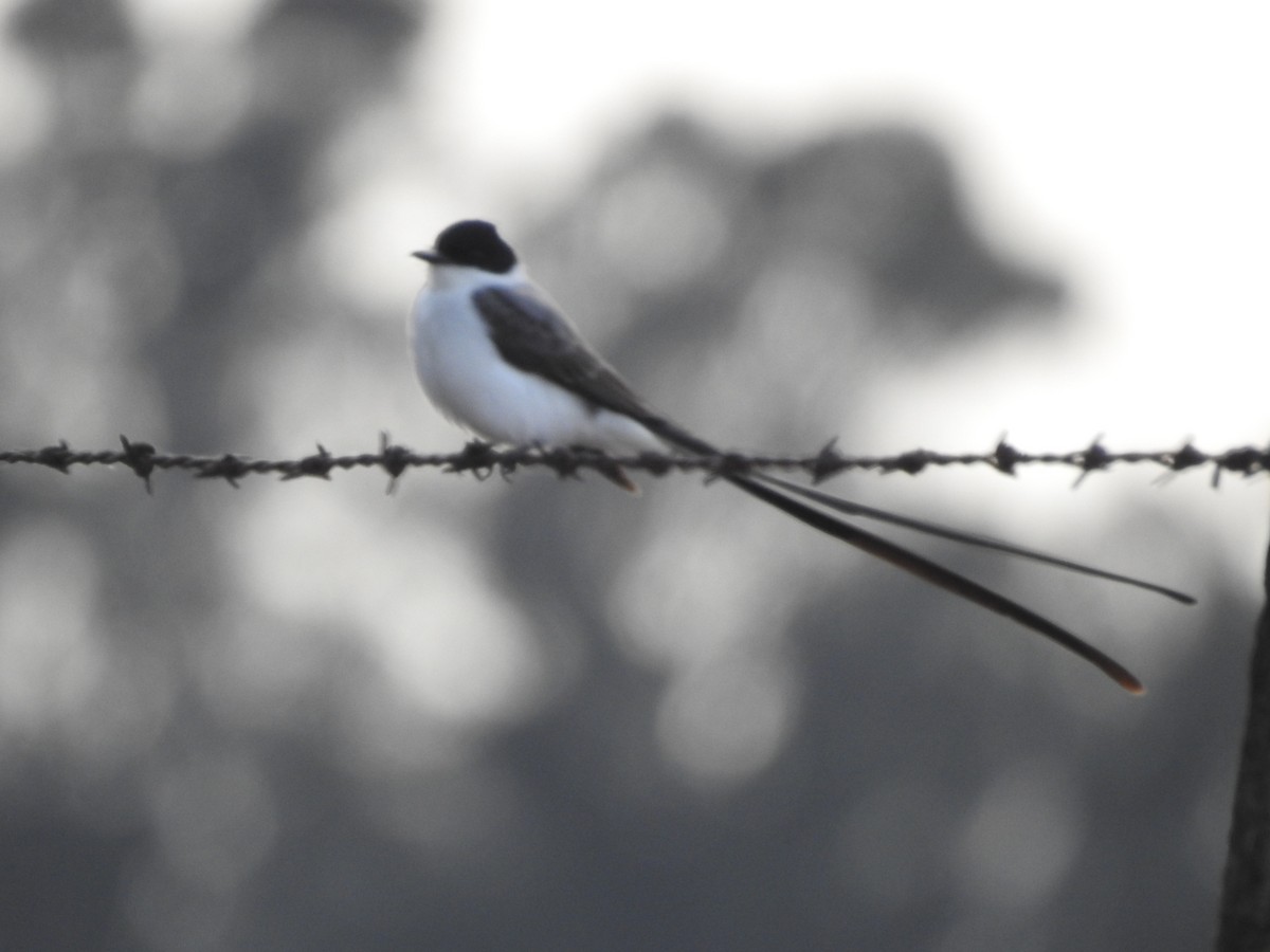 Fork-tailed Flycatcher - ML271973471