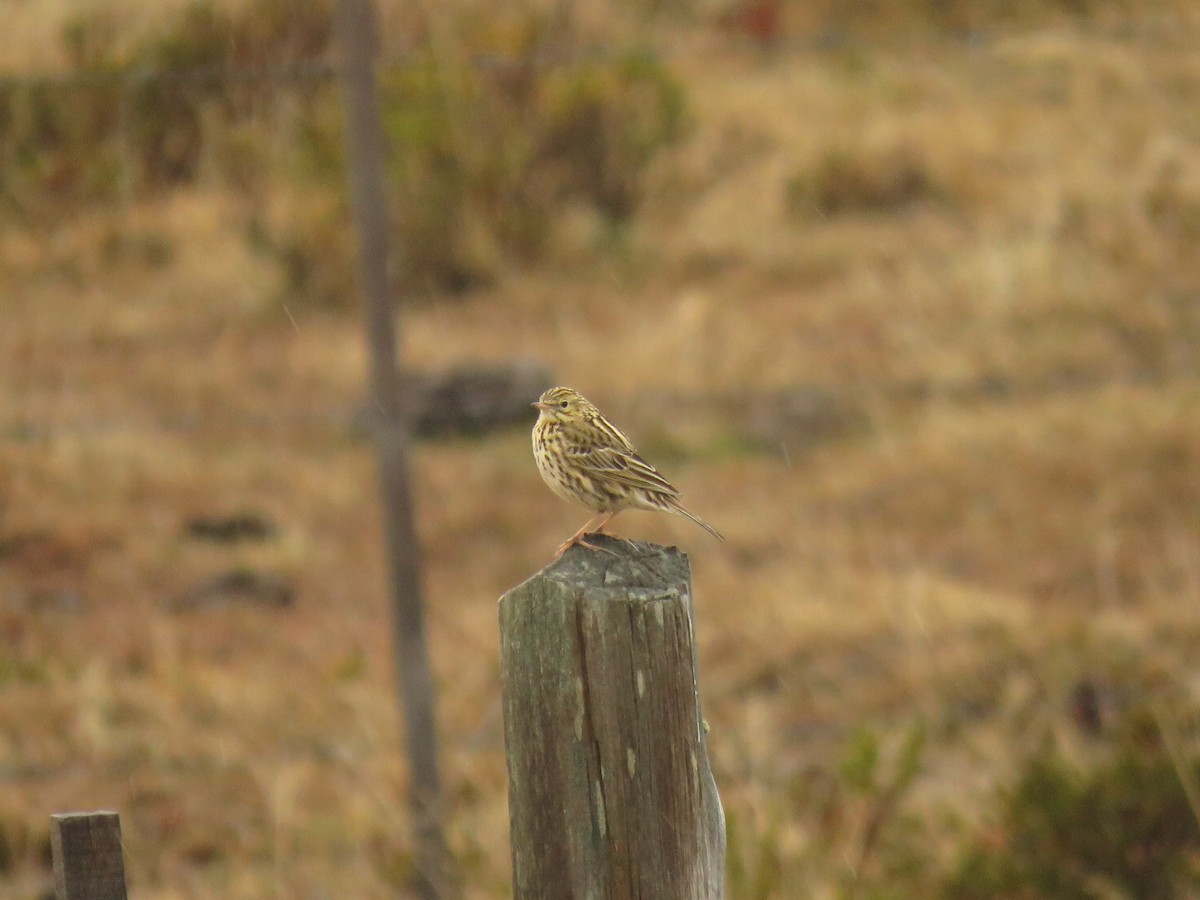 Correndera Pipit - ML271973591