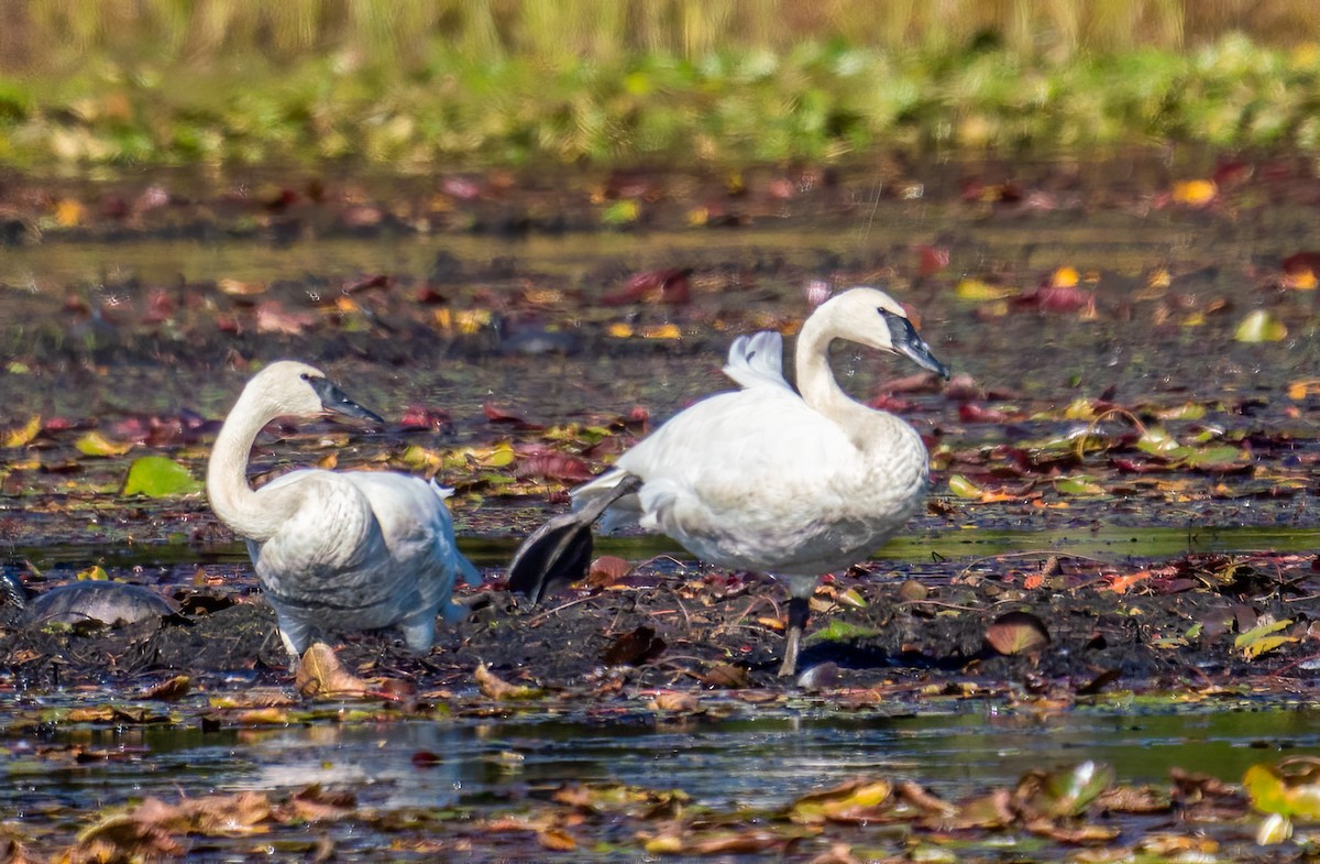 Trumpeter Swan - ML271974751