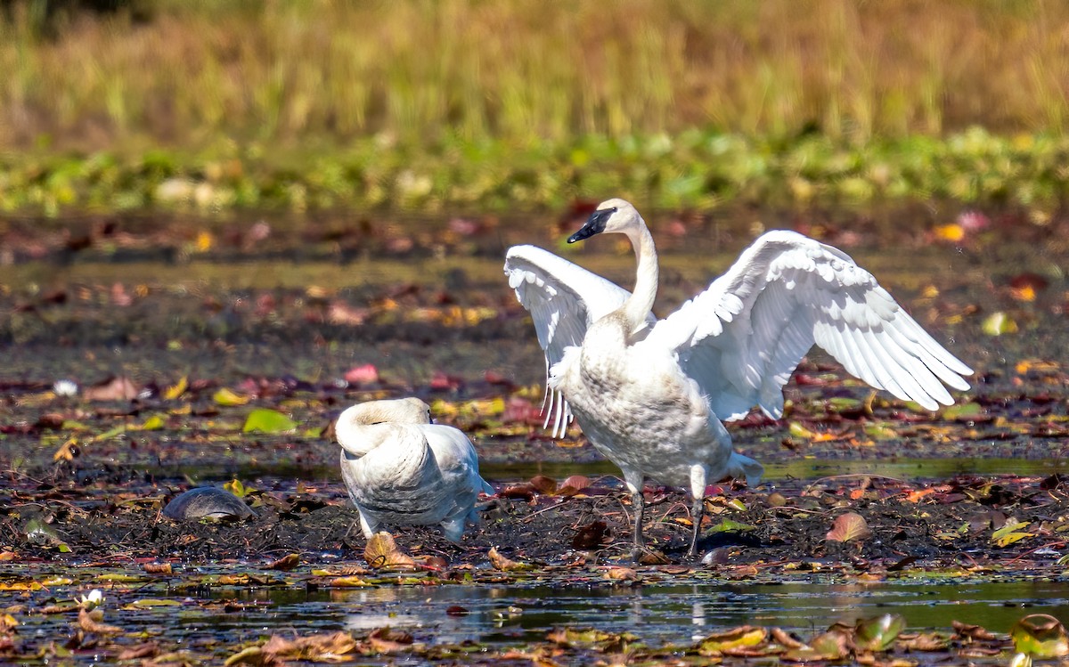 Cygne trompette - ML271974761