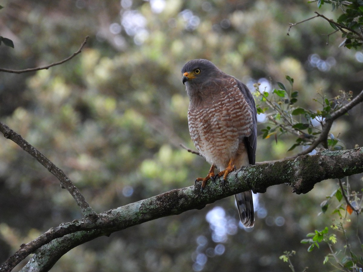 Roadside Hawk - ML271974891