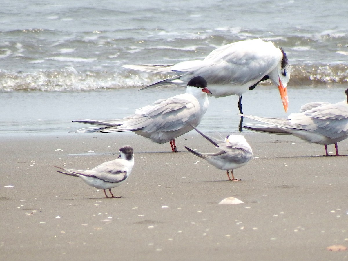 Common Tern - ML27197541