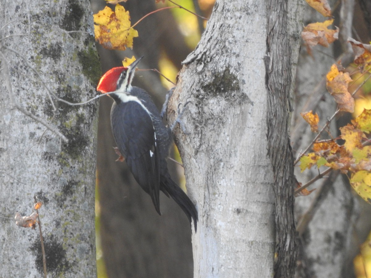 Pileated Woodpecker - ML271978301