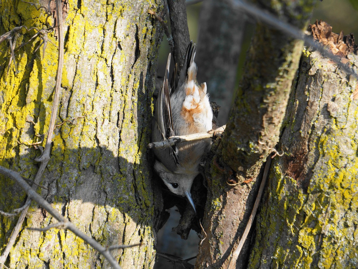 White-breasted Nuthatch - ML271978851