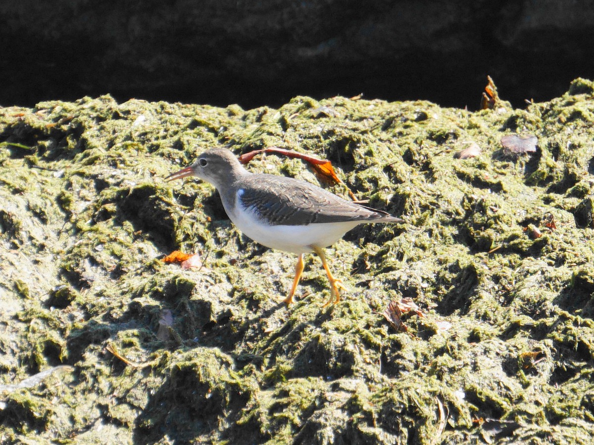 Spotted Sandpiper - ML271979181