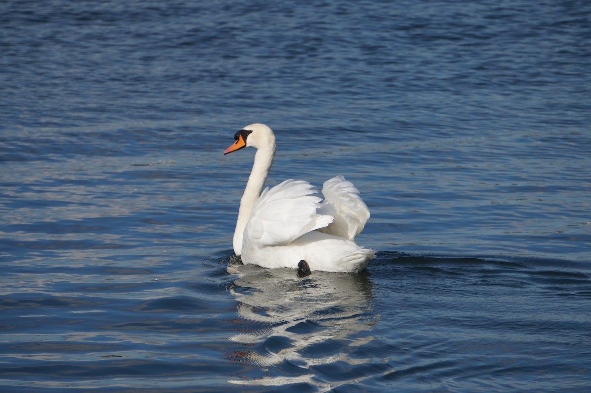 Mute Swan - ML271979661