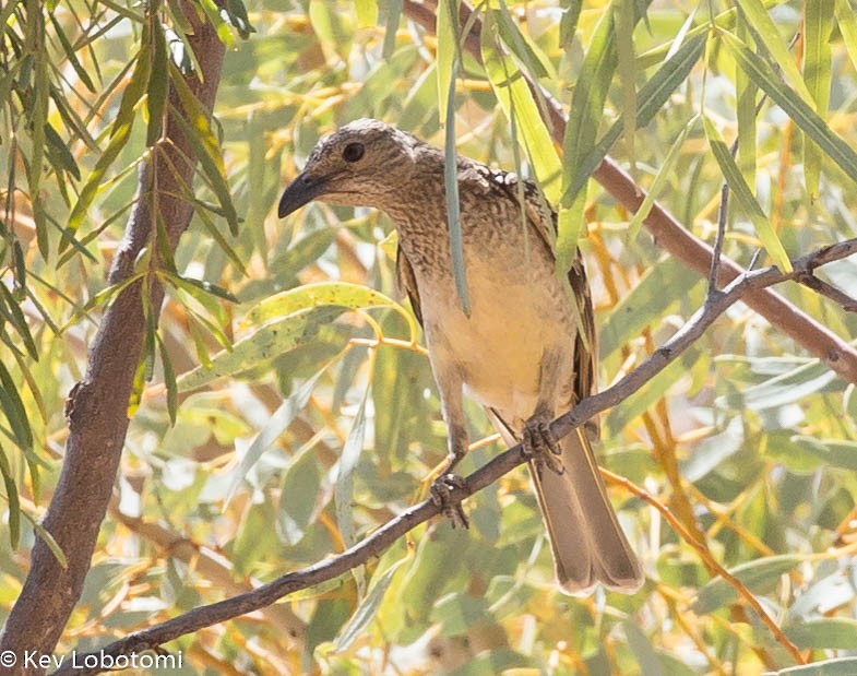Spotted Bowerbird - Kevin Bartram