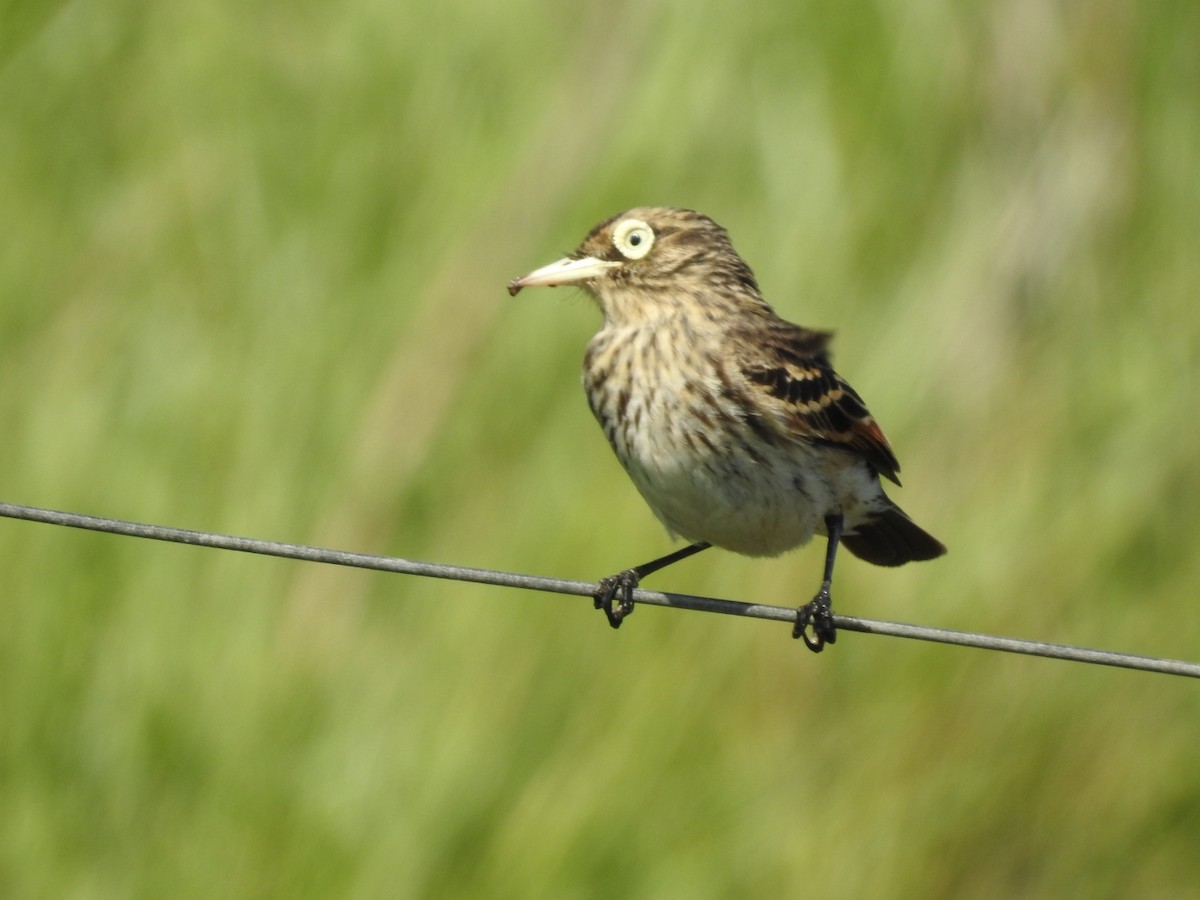 Spectacled Tyrant - Norma Medel