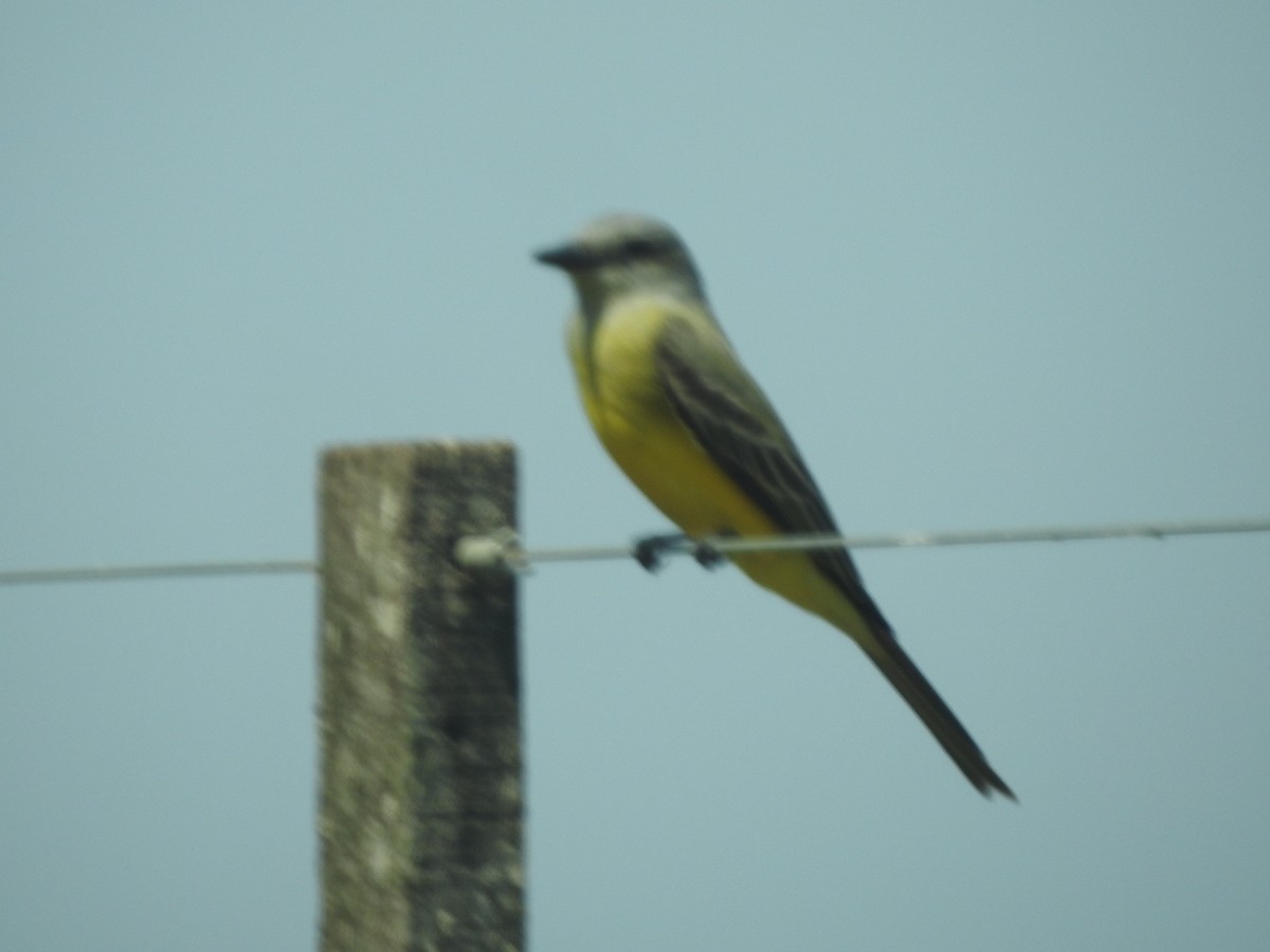 Tropical Kingbird - Norma Medel