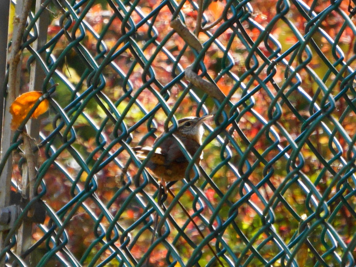 Carolina Wren - ML271981831