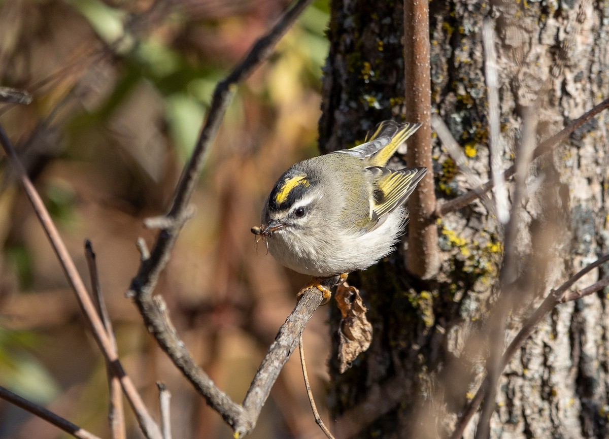 Golden-crowned Kinglet - ML271982601