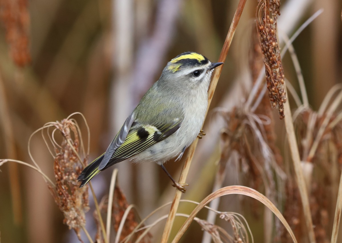 Golden-crowned Kinglet - ML271982671