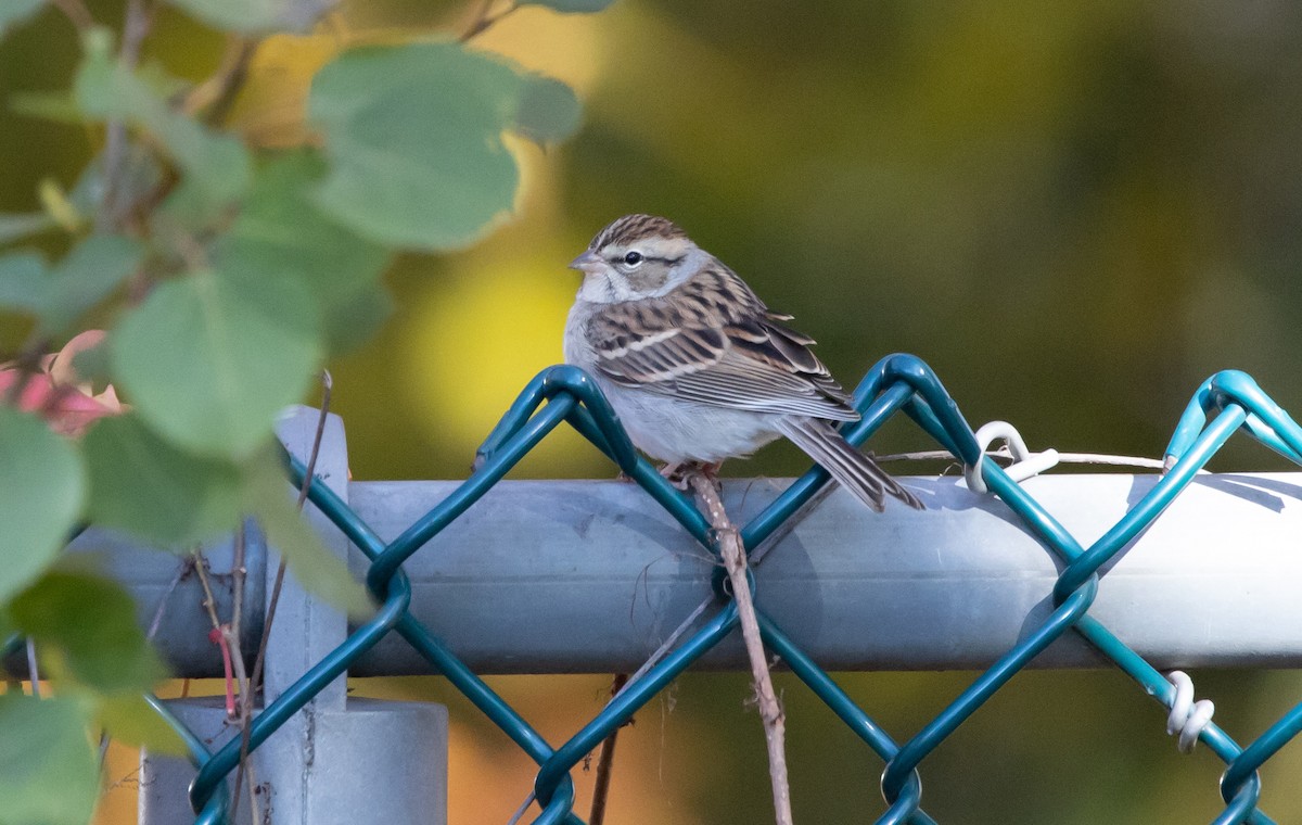 Chipping Sparrow - ML271982941