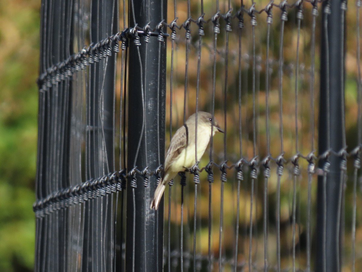 Eastern Phoebe - ML271983311